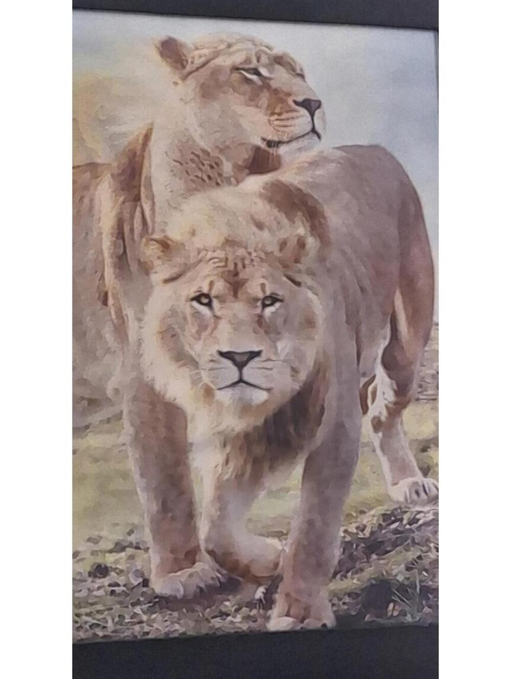 3D Lenticular Lion & Lioness Framed Art 14x18 — Moving Wildlife Picture